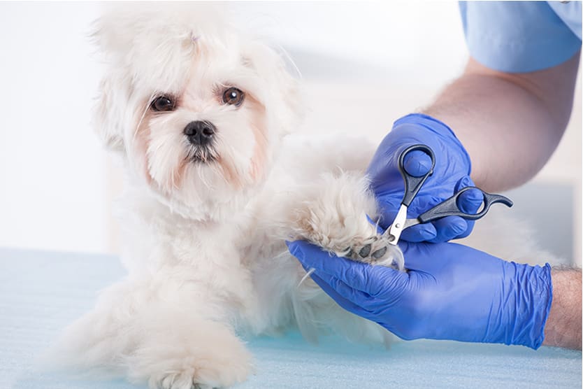 img - Cumberland Animal Hospital - Veterinarian in Fayetteville, NC img