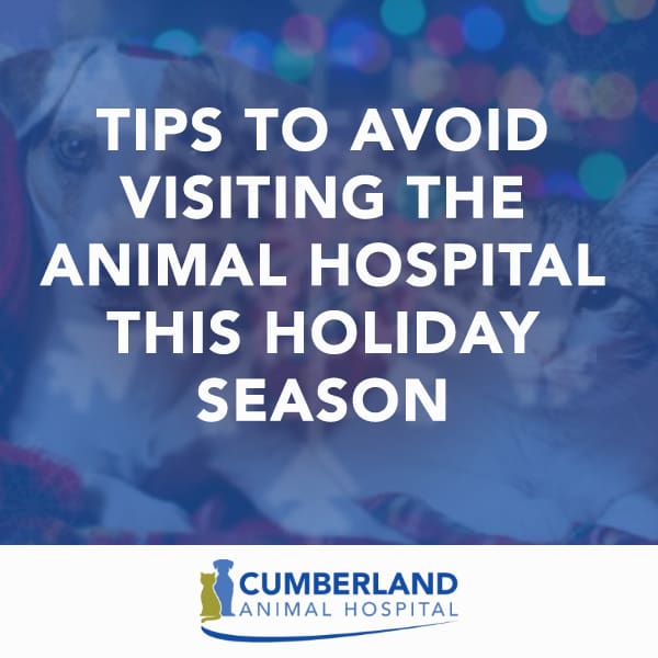 tips4 - Cumberland Animal Hospital - Veterinarian in Fayetteville, NC animal hospital fayetteville nc